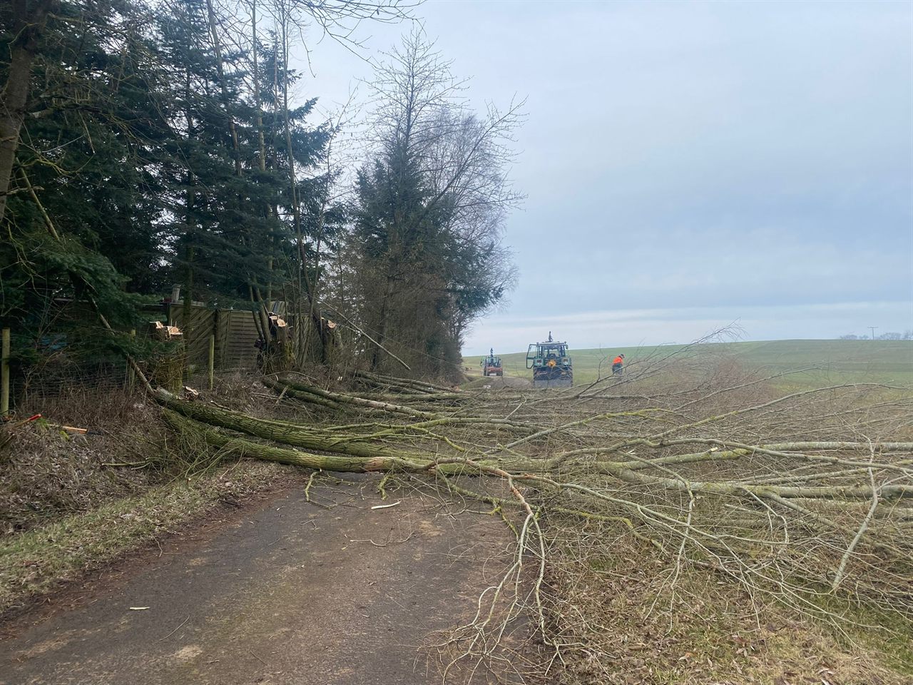 Baumfällung – gefällter Baum am Wegrand